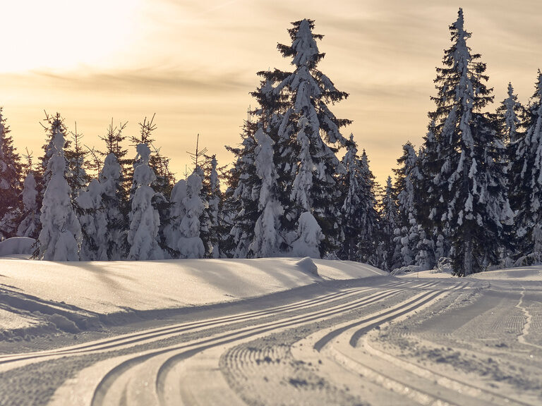 Eine verschneite Winterlandschaft im Bayerischen Wald mit Bäumen erscheint in rötlichem Licht