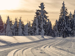 Eine verschneite Winterlandschaft im Bayerischen Wald mit Bäumen erscheint in rötlichem Licht