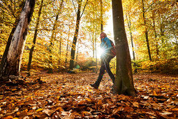Ein Wanderer durchschreitet einen herbstlichen Wald mit vielen bunten Blättern auf dem Boden in der nähe von Bodenmais