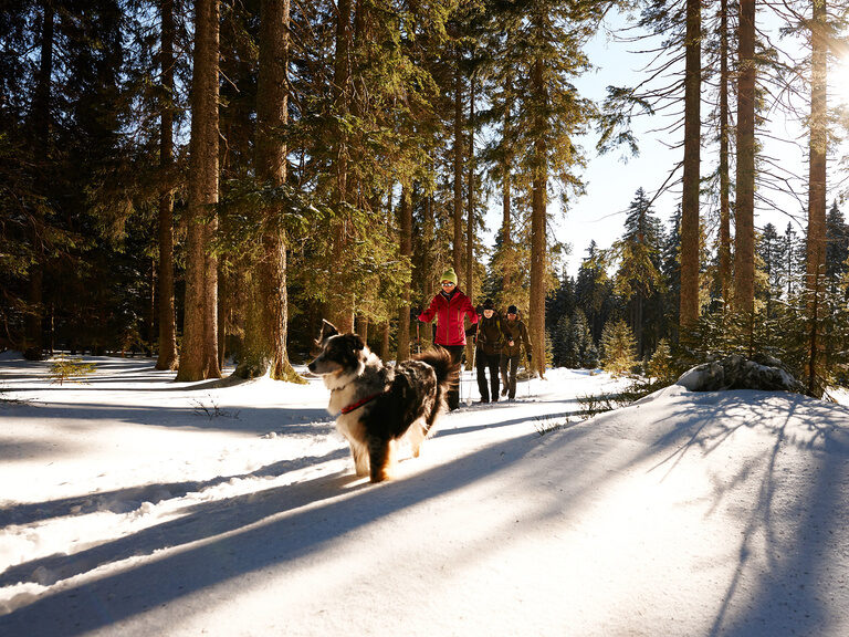 Eine Gruppe von Leuten ist mit Hund bei einer Winterwanderung in Bodenmais unterwegs