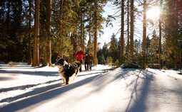 Eine Gruppe von Leuten ist mit Hund bei einer Winterwanderung in Bodenmais unterwegs